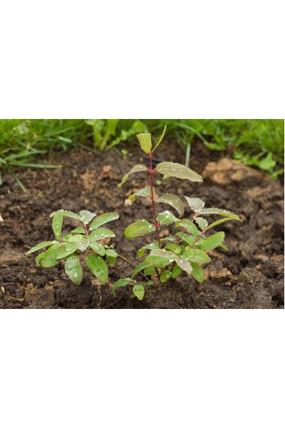 Жимолость камчатська / їстівна Бореал Біст